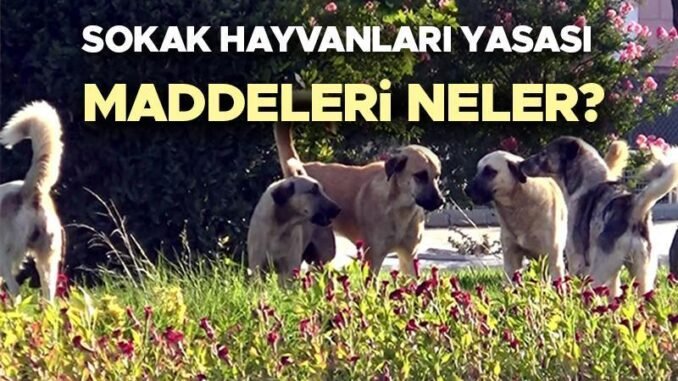 sokak-hayvanlari-kanun-tasarisi-ve-gelismeler-8Yc8XpV6.jpg