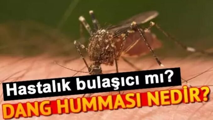 dang-hummasi-belirtiler-bulasma-yollari-ve-tedavi-g5HaK1Ch.jpg