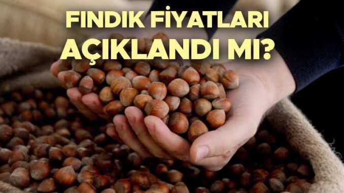 findik-fiyatlari-2024-tmo-aciklamalari-bekleniyor-B2R1ngeG.jpg