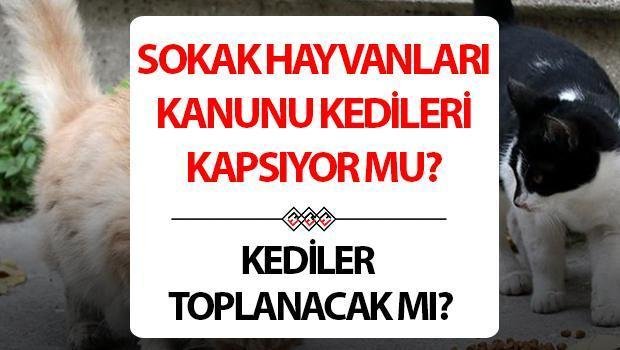 sahipsiz-sokak-hayvanlari-yasasi-ve-kedilerin-gelecegi-sSdXS1Bt.jpg