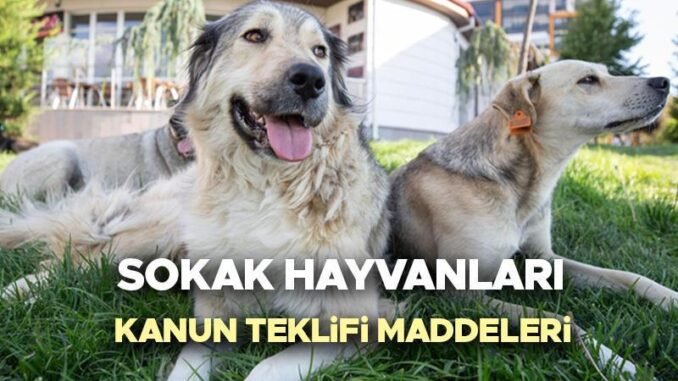 sokak-hayvanlari-yasa-tasarisi-gelismeleri-mTAAPAAH.jpg