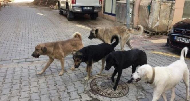 Sokak Hayvanları Yasa Tasarısı ve Son Dakika Gelişmeleri