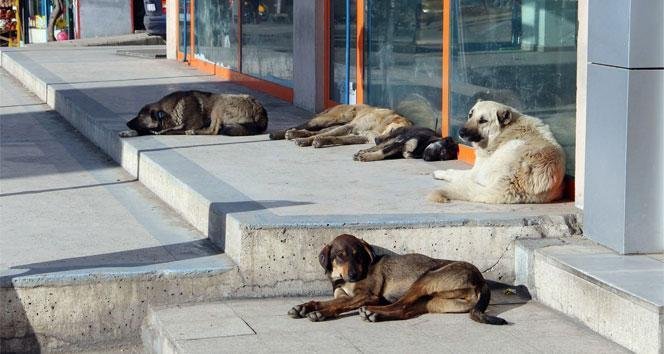 Sokak Hayvanlarının Uyutulması ve Ötanazi