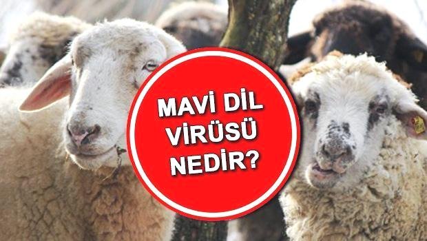 mavi-dil-hastaligi-belirtileri-bulasma-yontemleri-ve-tedavi-yontemleri-46gPYdxr.jpg