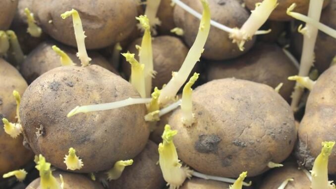 patates-sogan-ve-sarimsak-saklama-yontemleri-zHQ84ZNk.jpg