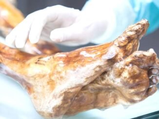 5 Bin Yıllık Buz Adam Ötzi’de Yaşam Sinyali - TeleferikHaber