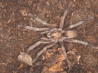 Türkiye'nin Yeni Tarantula Türü Resmi Olarak Tescillendi - TeleferikHaber