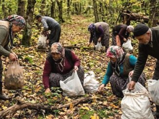 Dağlardan Toplanan Şifalı Bitkiler Köylüye Kilo Başına 1200 Lira Kazandırıyor - TeleferikHaber