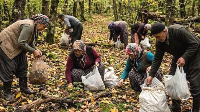 Dağlardan Toplanan Şifalı Bitkiler Köylüye Kilo Başına 1200 Lira Kazandırıyor - TeleferikHaber